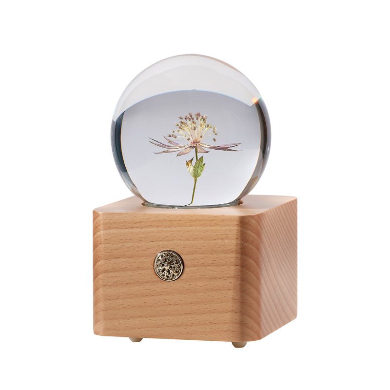 Astrantia Preserved Flower Crystal Ball Wooden Music Box - Gift From Here